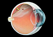 Detalle de ojo para evaluación de retina